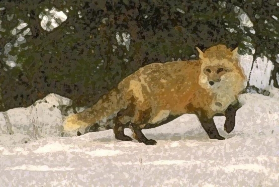 sobaki_1001