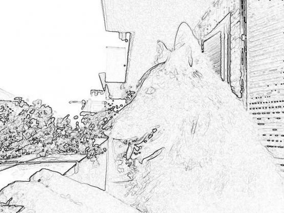 sobaki_1022
