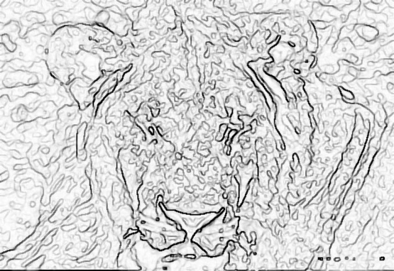 kot_734