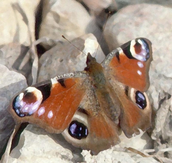 nasek_2021