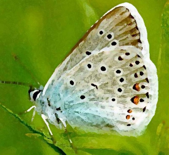 nasek_2033