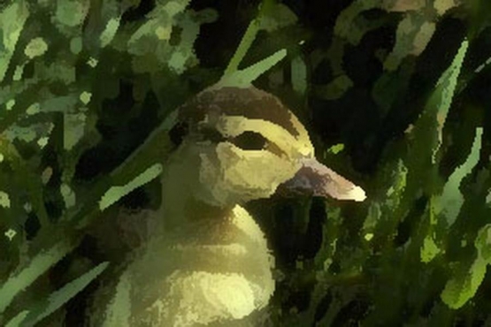 ptic_29