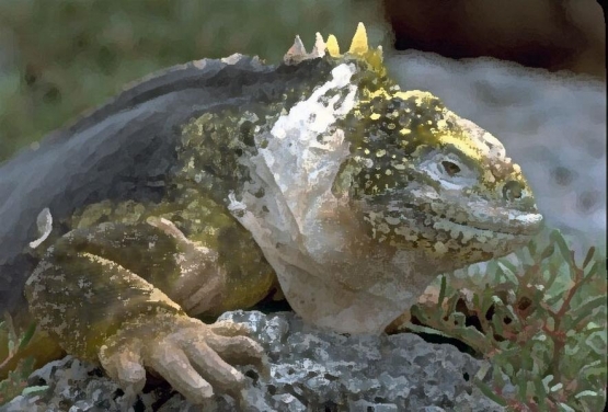 reptile_2