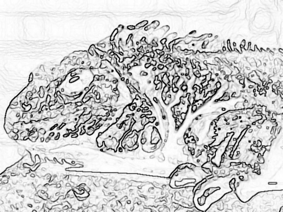 reptile_5