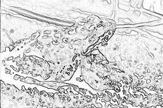 reptile_7