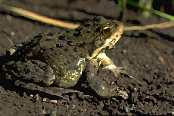 reptile_8