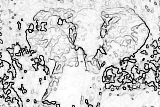 slon_1