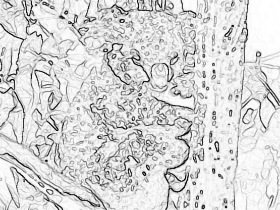 other_557