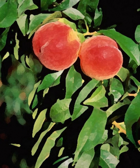 eda_2006