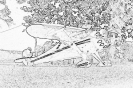 avia_1017