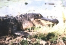 begemot_124