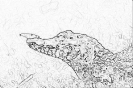 begemot_127