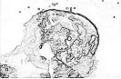 bobr_333