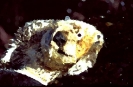 bobr_336