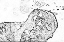 bobr_337