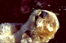 bobr_338