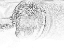 Бобры :: bobr_339