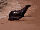 bobr_342