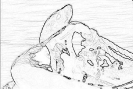 bobr_343