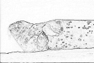 bobr_345