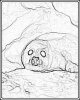 bobr_347