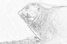bobr_355