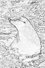 bobr_361