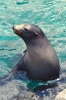 bobr_362