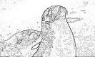 bobr_363