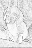 sobaki_1008