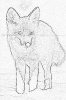 sobaki_1032