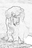 sobaki_1054