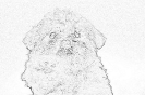 sobaki_1056