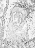 sobaki_1058