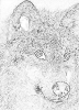 sobaki_1060