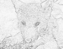 sobaki_1076