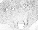 sobaki_1078