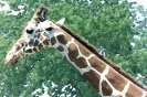 jiraf_109