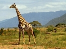 jiraf_111