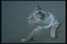 Кошки :: kot_711