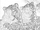 kot_716