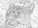 kot_720