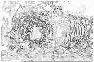 kot_724
