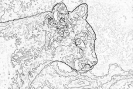 kot_728