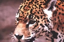 kot_731