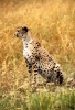 kot_733