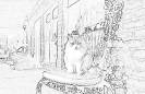 kot_736