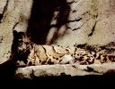 kot_745