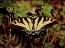 nasek_2001