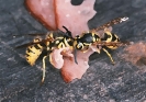 nasek_2003